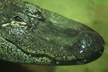 Mississippi-Alligator (Alligator mississipiensis)