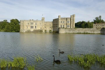Fototapeta premium Black Swans Cygnus atratus Leeds Castle Kent England