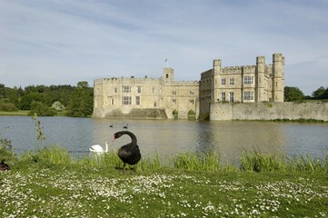 Black Swan Cygnus atratus in front of Leeds Castle Kent England