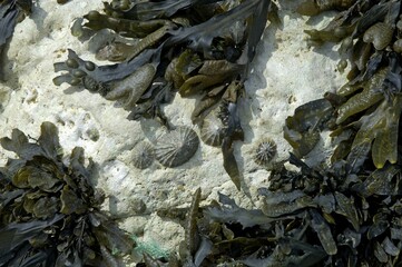Seaweed Sussex England