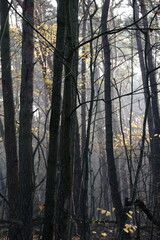 Fototapeta premium Aerial view of beautiful colorful autumn forest in low clouds at sunrise. Top view of orange and green trees in fog at dawn in fall