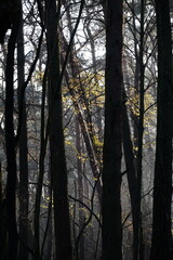 Aerial view of beautiful colorful autumn forest in low clouds at sunrise. Top view of orange and green trees in fog at dawn in fall