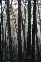 Obraz premium Aerial view of beautiful colorful autumn forest in low clouds at sunrise. Top view of orange and green trees in fog at dawn in fall