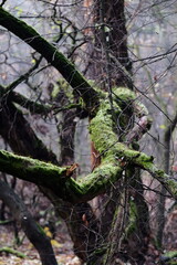 Aerial view of beautiful colorful autumn forest in low clouds at sunrise. Top view of orange and green trees in fog at dawn in fall