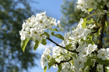 Blossoming pear tree