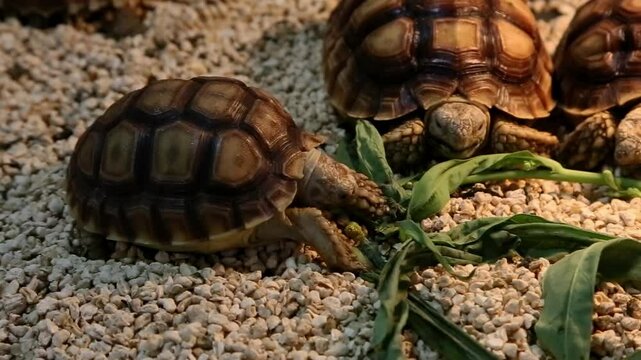 cute turtle eating leaves