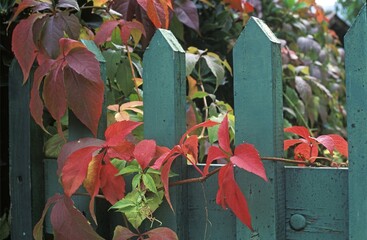 Autumnal Virginia creeper at green fence Italy