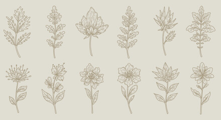 Botanical Illustration &ndash; Vintage Floral Sketches in Sepia Tones with Delicate Line Drawings"

49 SEO Tags:
botanical illustration, vintage floral sketches, sepia tone art, delicate line drawings, wild