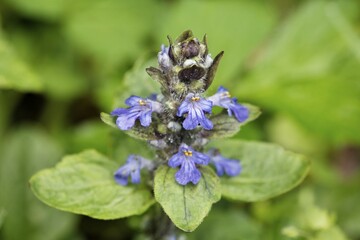 Growing Bugleweed , Carpetweed ( Ajuga reptans ) Germany