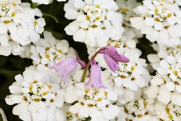 Evergreen Candytufts ( Iberis sempervirens ) and Spanish Bluebell ( Hyacinthoides hispanica )