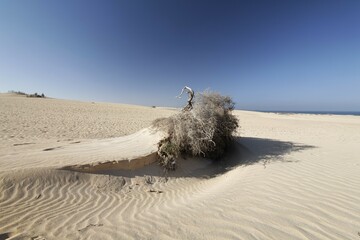 Sand blown up uprooted shrub , dunes of Corralejo , Fuerteventura , Canary Islands