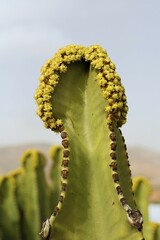 Naboom , Candelabra Tree , Euphorbia candelabrum