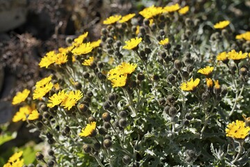 Fototapeta premium Andryala glandulosa , Fuerteventura , Canary Islands