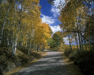 USA Utah Wasatch Range Fishlake National Forest aspens , fall foliage