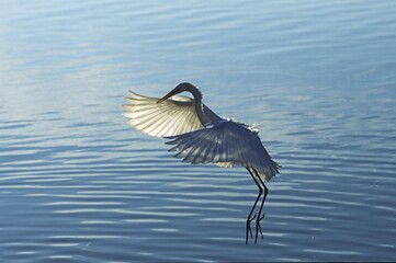 Flying Great Egret ( Egretta alba ) Mexico