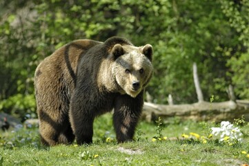 Fototapeta premium European Brown Bear (ursus arctos), zoo Hellabrunn, Munich, Bavaria, Germany, Europe