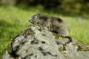 Groundhog (Marmota marmota), zoo Hellabrunn, Munich, Bavaria, Germany, Europe