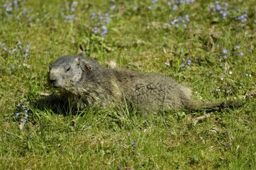 Groundhog (Marmota marmota), zoo Hellabrunn, Munich, Bavaria, Germany, Europe