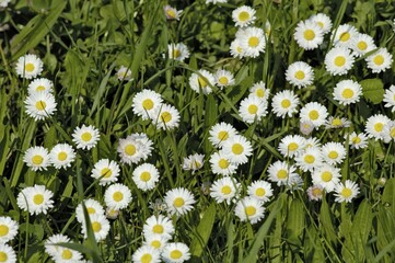 Daisy daisies (Bellis perennis L.)