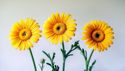 Fototapeta premium Vibrant yellow daisies against a white background