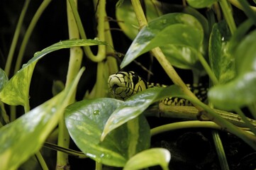 Whip Snake (Spilotes pullatus)
