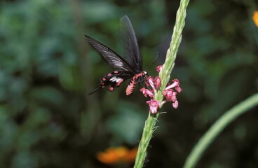 Common Rose (Atrophaneura aristolochiae), Malaysia, Asia