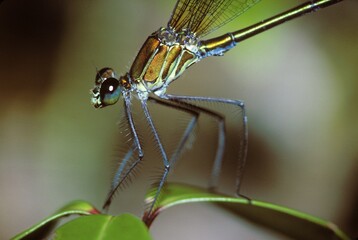 Detail of damslefly, Madagascar, Africa