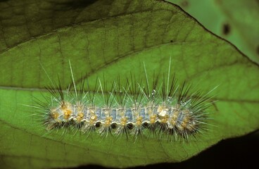 Caterpillar, Oaxaca, Mexico, Central America