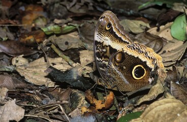 Giant-owl, Gold-edged Owl-Butterfly (Caligo uranus), Chiapas, Mexico, Central America