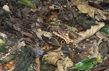 Giant-owl, Gold-edged Owl-Butterfly (Caligo uranus), Chiapas, Mexico, Central America