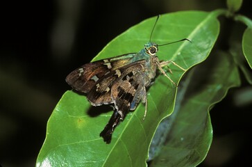 Esmeralda Longtail (Urbanus esmeraldus), Veracruz, Mexico, Central America