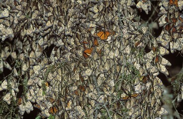 Monarch butterfly (Danaus plexippus) at wintering grounds, Sierra Chincua, Michoacan, Mexico, Central America