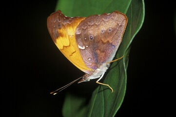 Obraz premium Butterfly (Epiphile sp.), Chiapas, Mexico, Central America