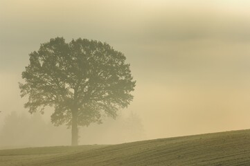 Obraz premium Oak (Quercus robur) in fog