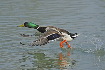 Obraz premium Mallard drake (Anas platyrhynchos) taking off