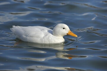 Albino mallard (Anas platyrhynchos)