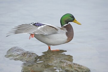 Mallard drake (Anas platyrhynchos) cleaning its plumage