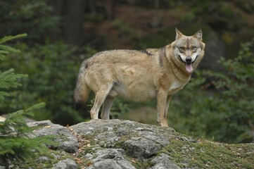 Wolf (canis lupus) Bavarian Forest, Bavaria, Germany, Europe