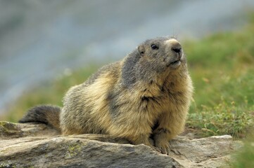 Groundhog (Marmota marmota), Valais, Switzerland, Europe