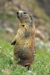 Groundhog on watch (Marmota marmota), Valais, Switzerland, Europe