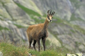 Chamois (Rupicapra rupicapra) Grimsel, Bern, Switzerland, Europe