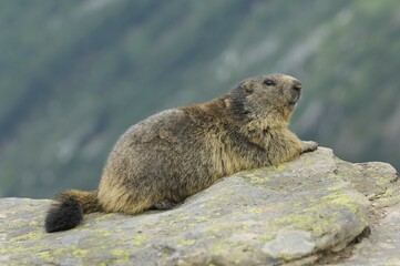 Groundhog (Marmota marmota), Valais, Switzerland, Europe