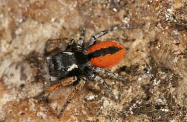 Jumping Spider (Philaeus chrysops), male, Lake Kerkini region, Greece, Europe