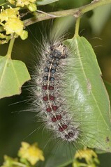 Gypsy Moth (Lymantria dispar), adult caterpillar, Lake Kerkini region, Greece, Europe