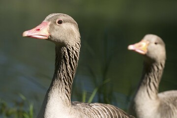 Greylag Goose - Anser anser