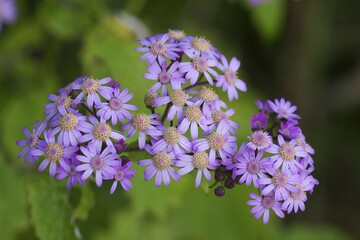 Cineraria - Pericallis steetzii - syn Senecio steezii - La Gomera