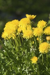 Dandelion - Bearnan Bride - Taraxacum officinale