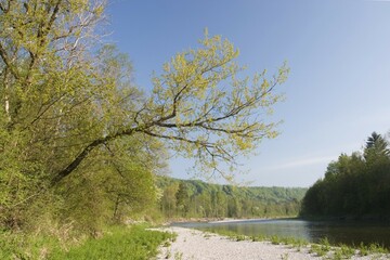 River Isar near Schäftlarn - Bavaria