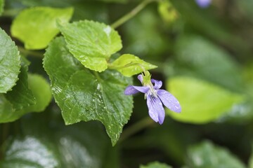 Violet - Viola sp - La Gomera