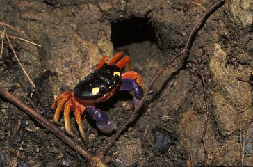 Crab - Manuel Antonio - Costa Rica